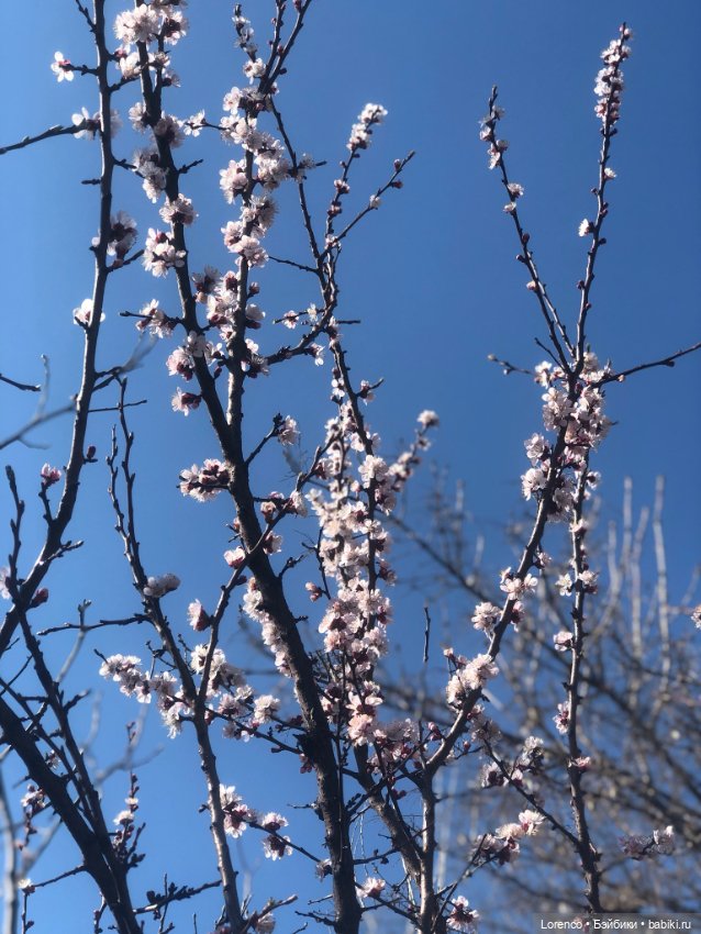 Куклы Nines d'Onil (Нинес): Миа (Mia)