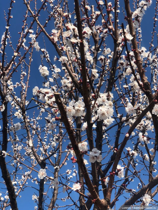 Куклы Nines d'Onil (Нинес): Миа (Mia) (фото 2)