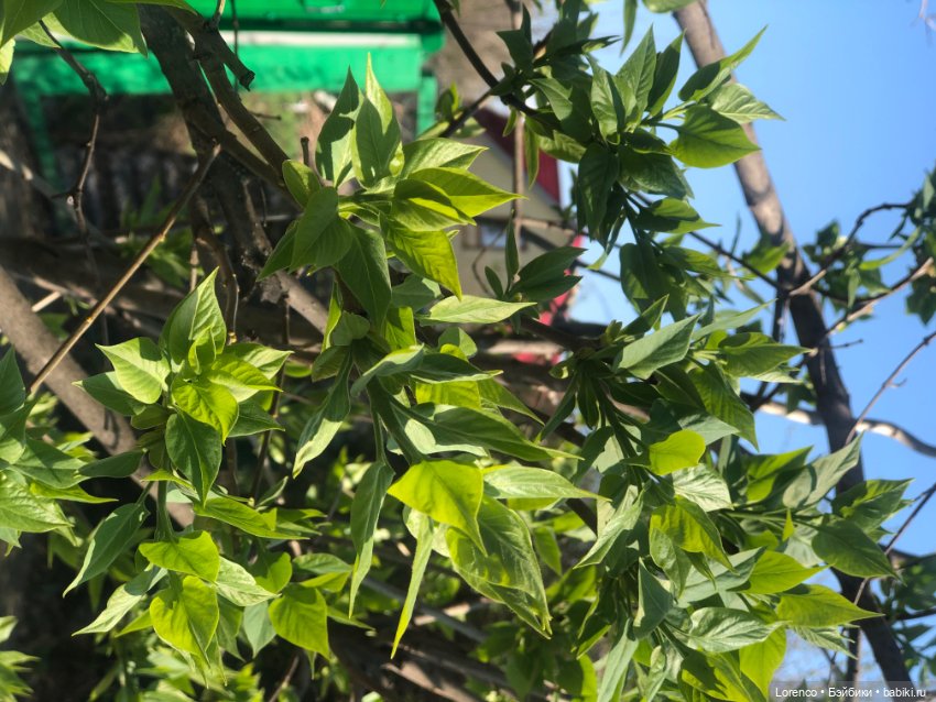 Куклы Nines d'Onil (Нинес): Миа (Mia)