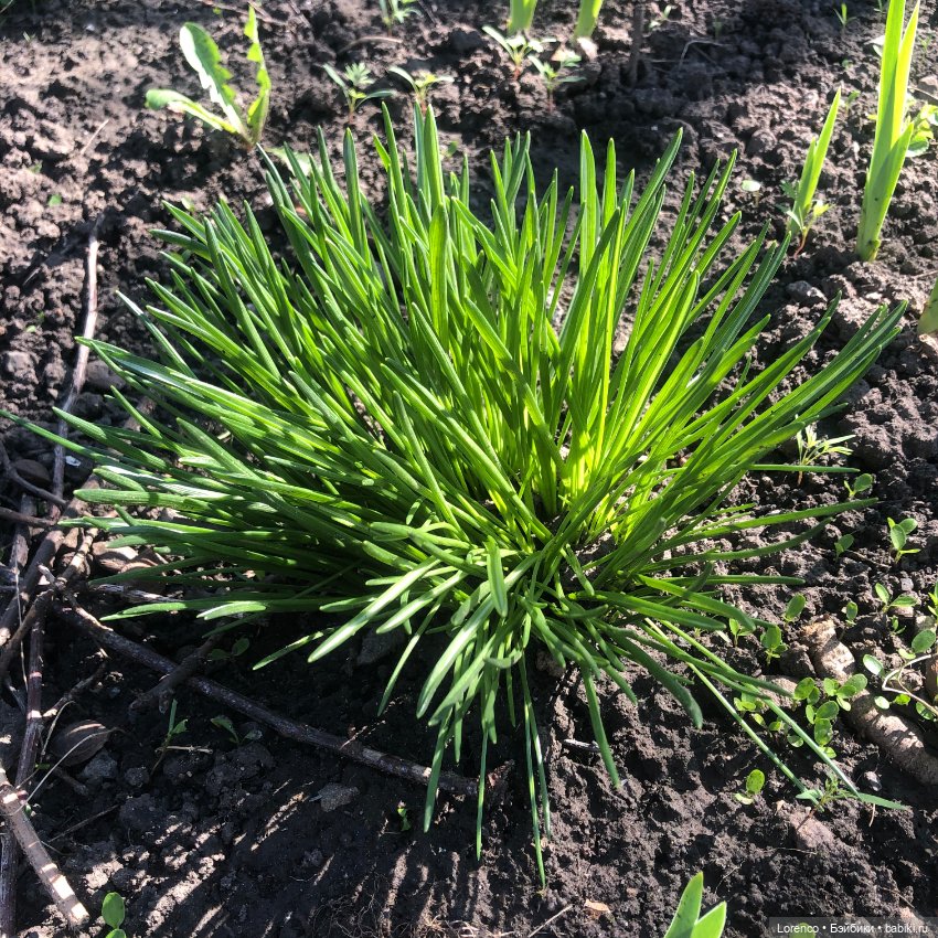 Куклы Nines d'Onil (Нинес): Миа (Mia)