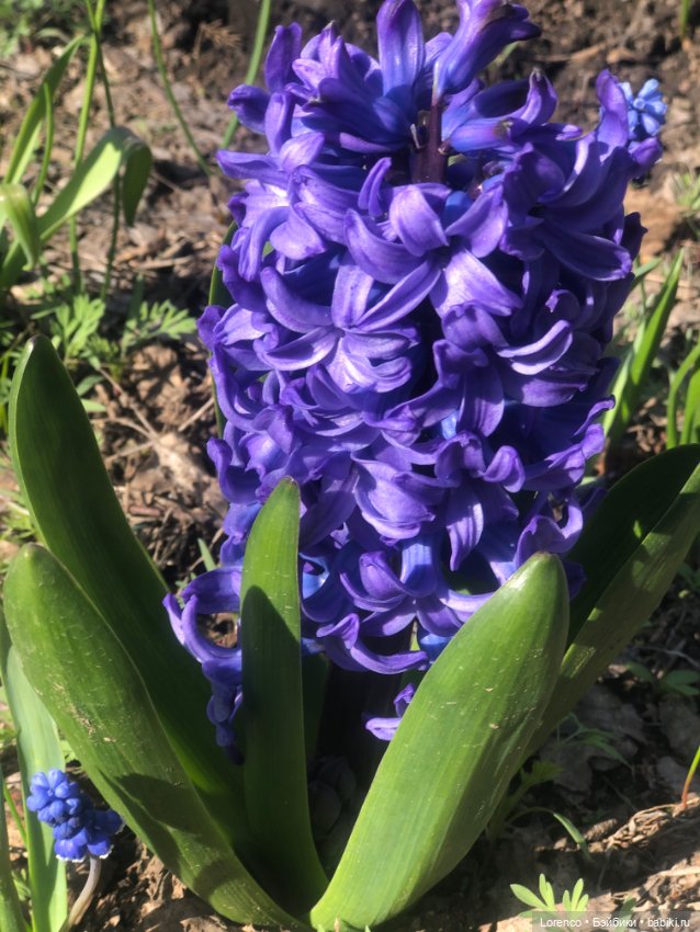 Куклы Nines d'Onil (Нинес): Миа (Mia)