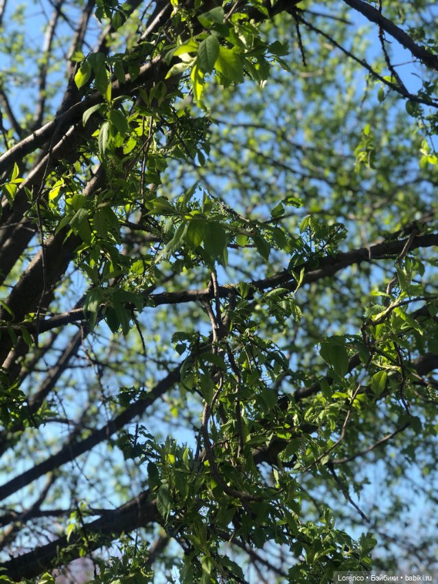 Куклы Nines d'Onil (Нинес): Миа (Mia) (фото 9)