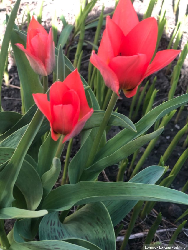 Куклы Nines d'Onil (Нинес): Миа (Mia)