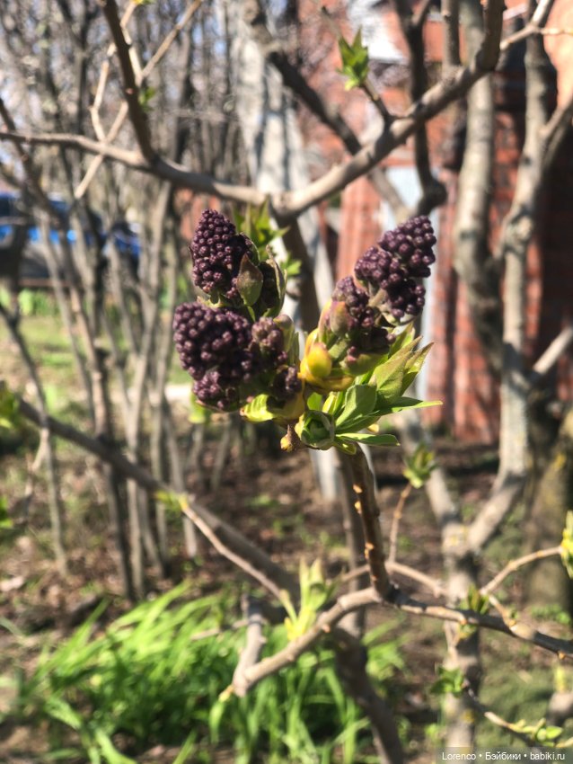 Куклы Nines d'Onil (Нинес): Миа (Mia) (фото 7)