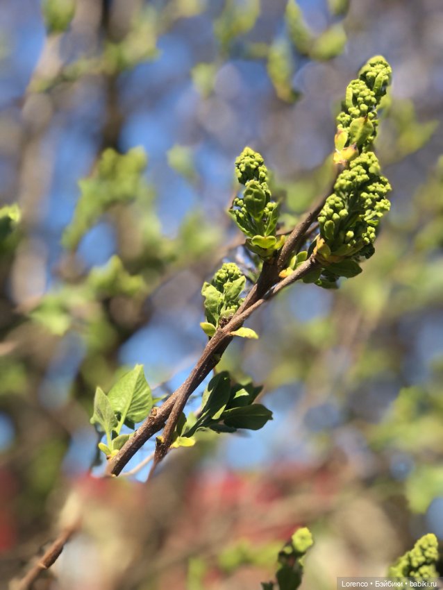 Куклы Nines d'Onil (Нинес): Миа (Mia)