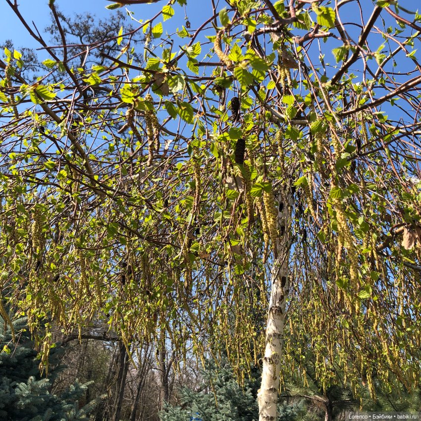 Знакомьтесь, Гюнтер — Домашние фото авторских игрушек: Тедди