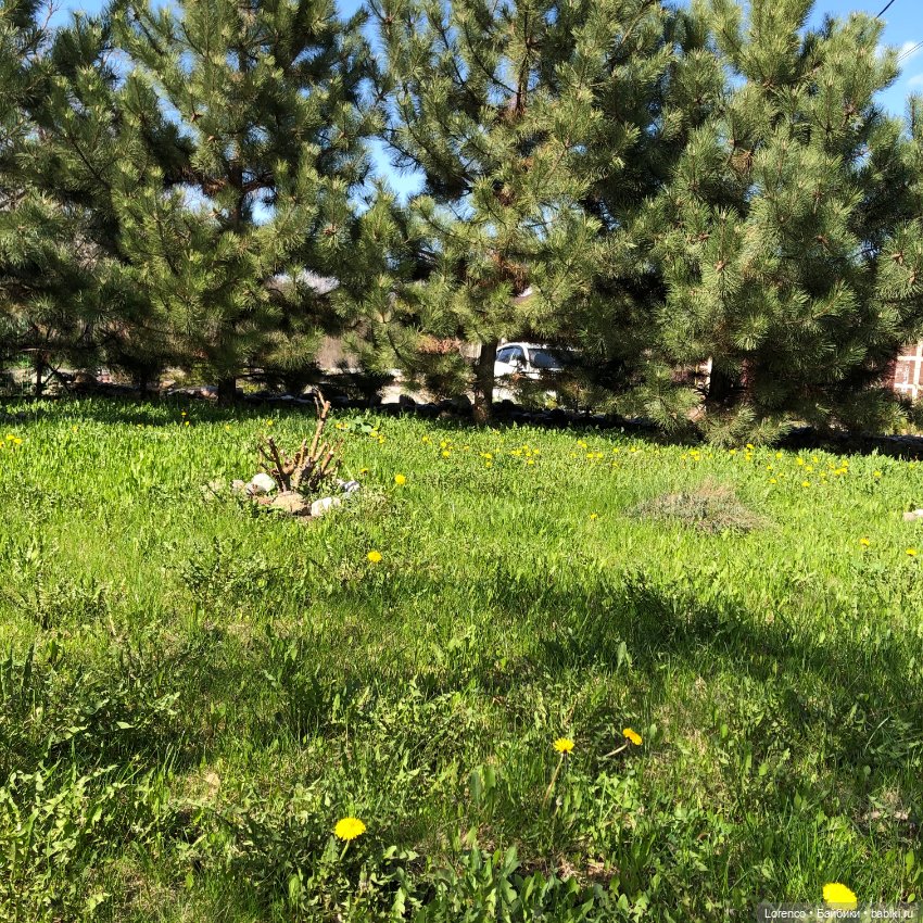 Знакомьтесь, Гюнтер — Домашние фото авторских игрушек: Тедди