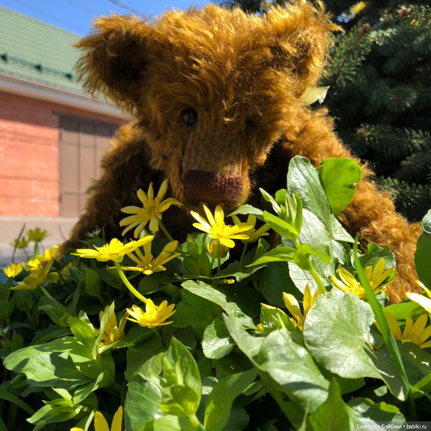 Знакомьтесь, Гюнтер — Домашние фото авторских игрушек: Тедди