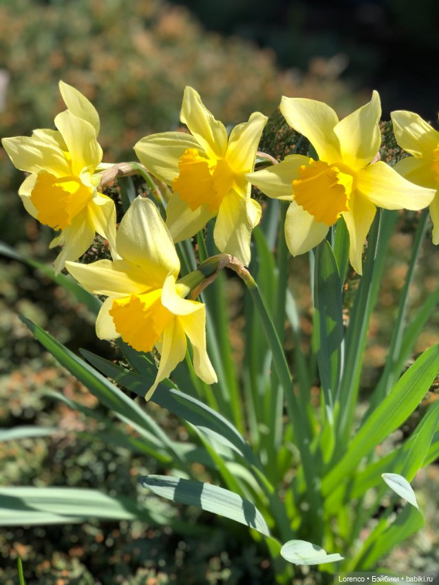 Знакомьтесь, Гюнтер — Домашние фото авторских игрушек: Тедди