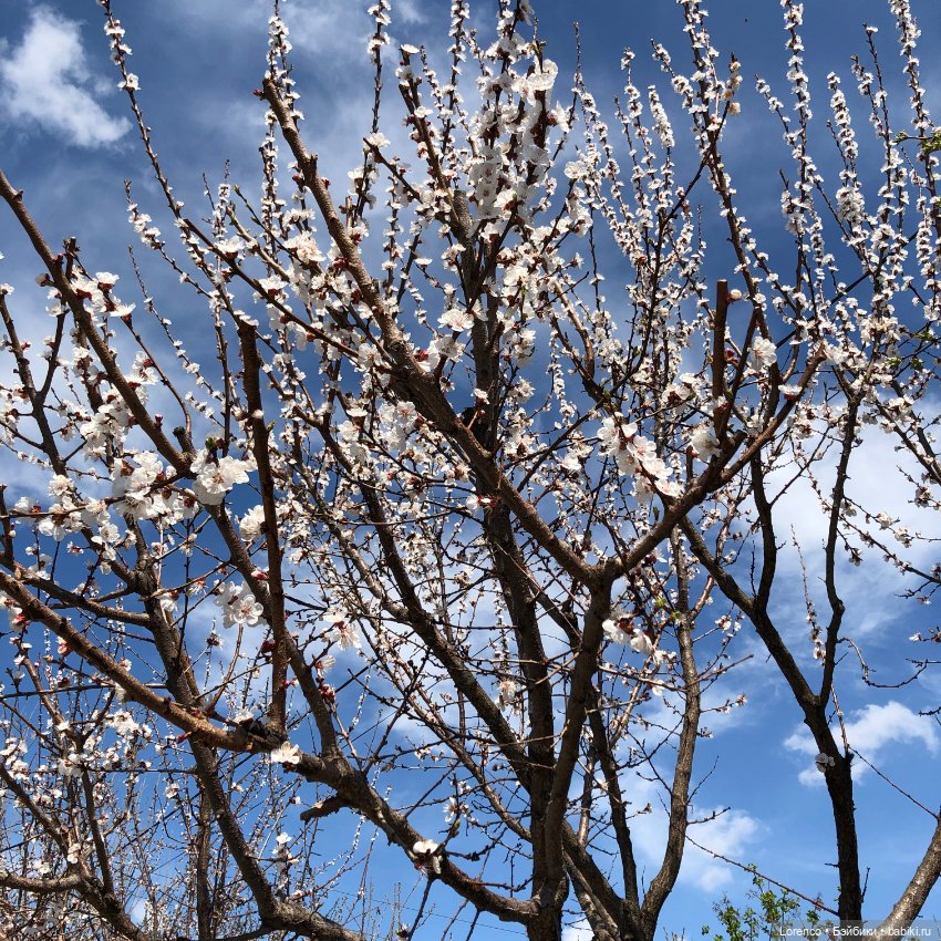 Знакомьтесь, Гюнтер — Домашние фото авторских игрушек: Тедди