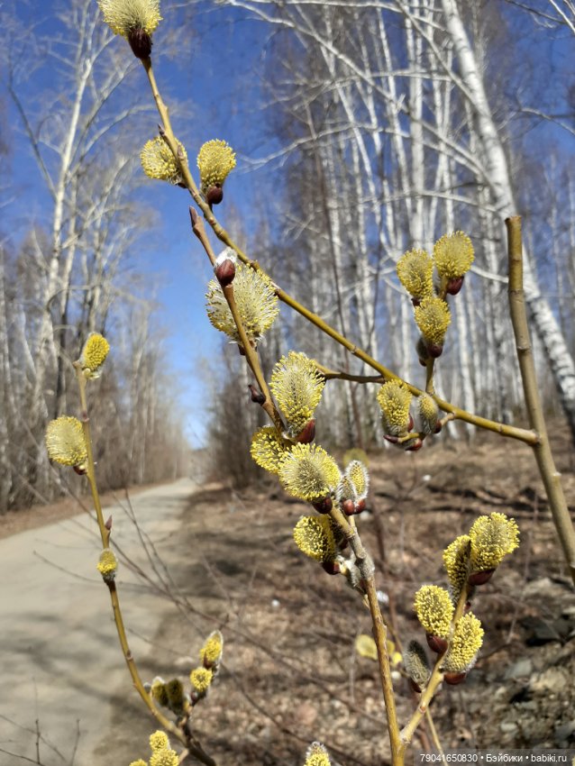 Маленькая любопытная Анфиса