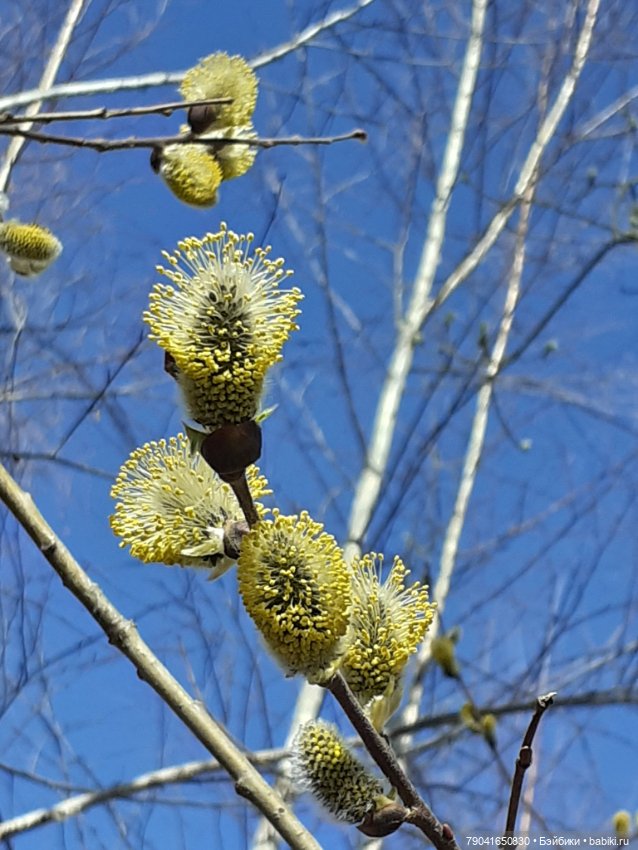 Маленькая любопытная Анфиса