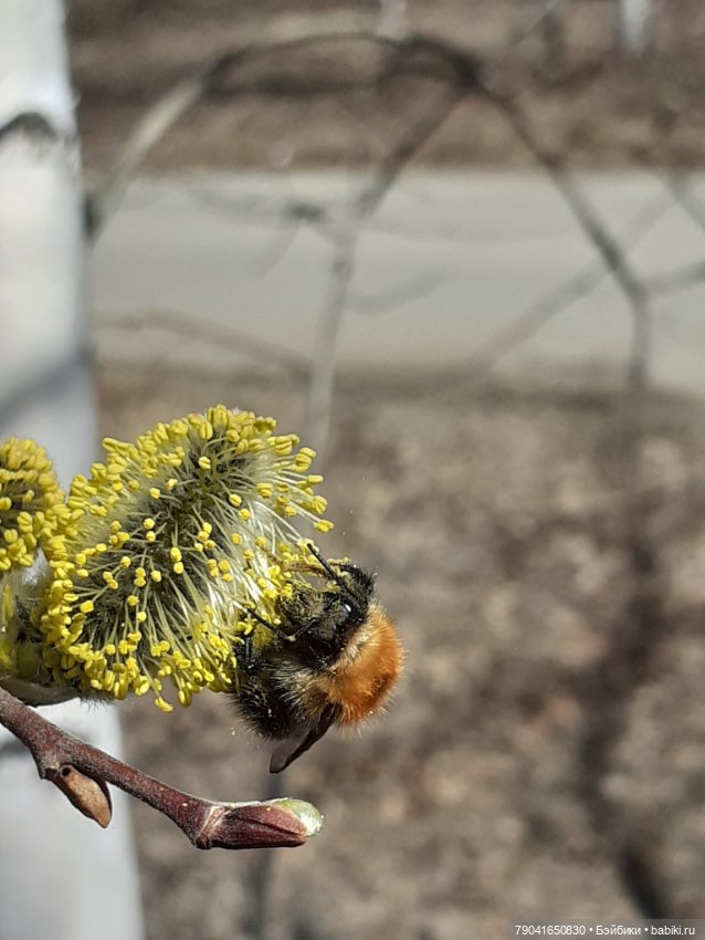 Маленькая любопытная Анфиса