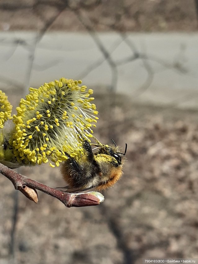 Маленькая любопытная Анфиса