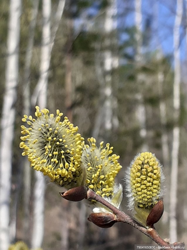 Маленькая любопытная Анфиса