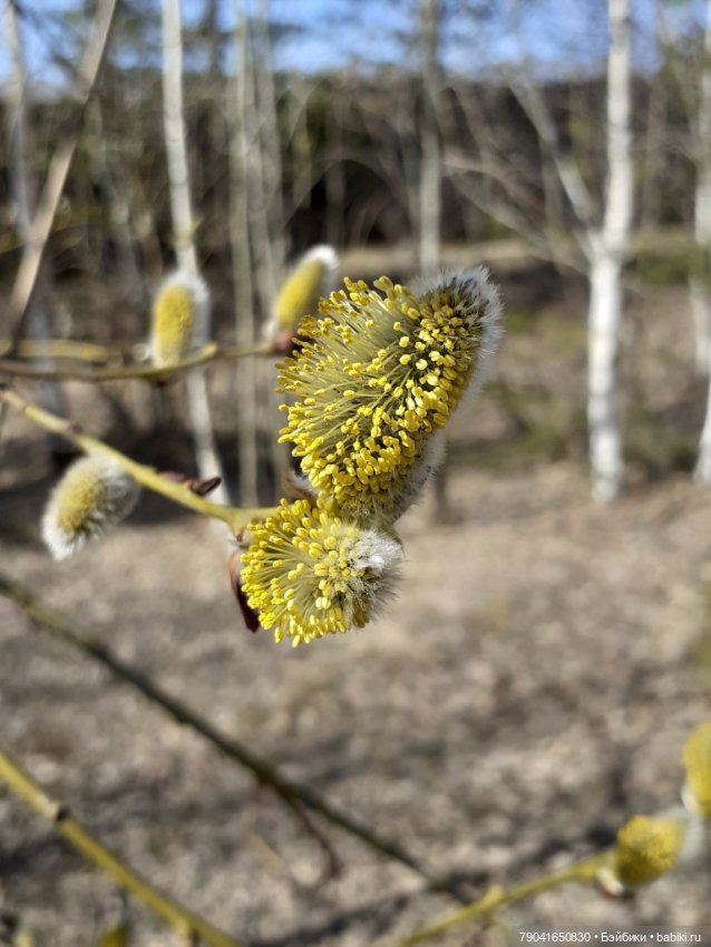 Маленькая любопытная Анфиса