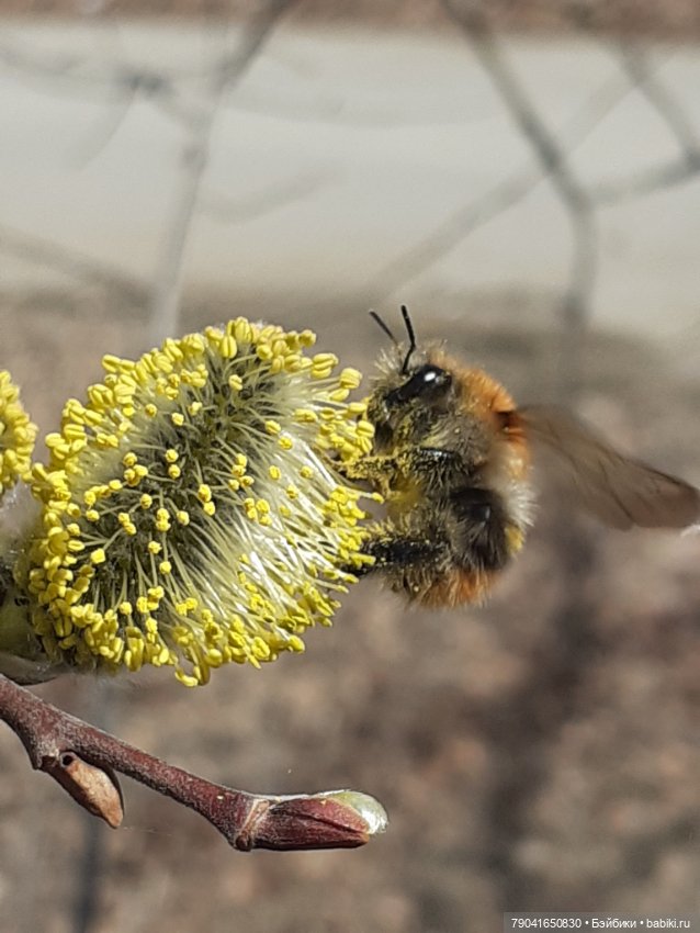 Маленькая любопытная Анфиса