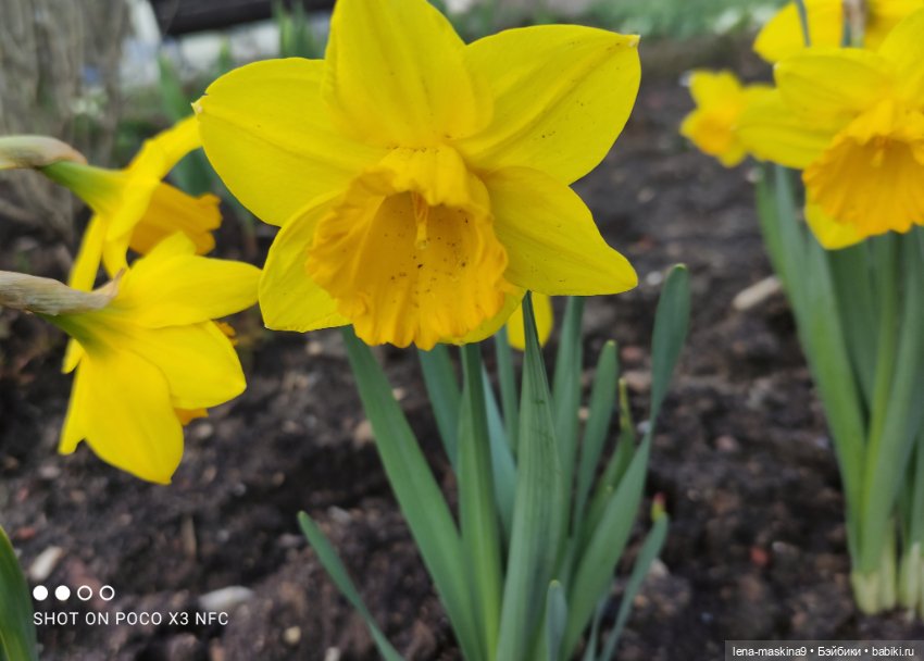 Попугай Кеша и цветочки — Интересные игрушки и фигурки (разное): редкие (фото 7)