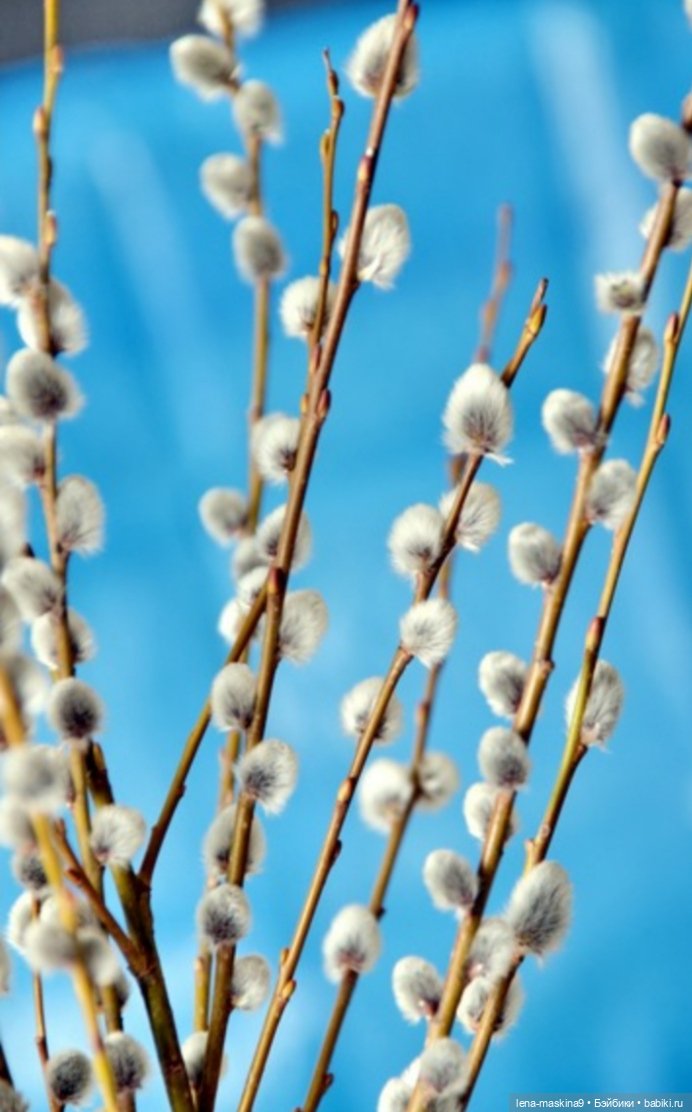 Попугай Кеша и цветочки — Интересные игрушки и фигурки (разное): редкие