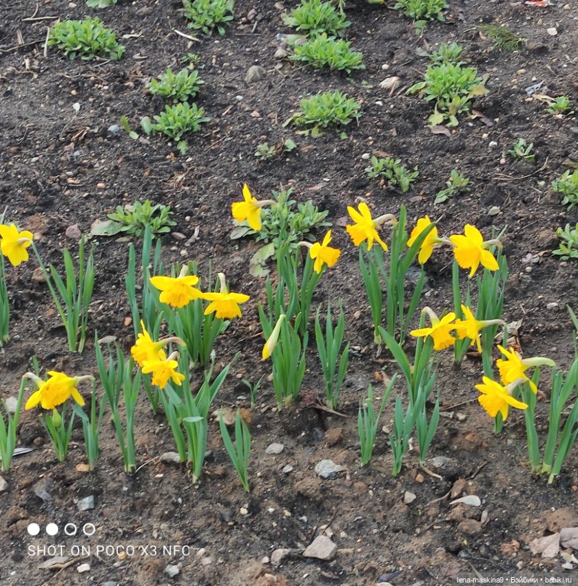 Попугай Кеша и цветочки — Интересные игрушки и фигурки (разное): редкие (фото 9)