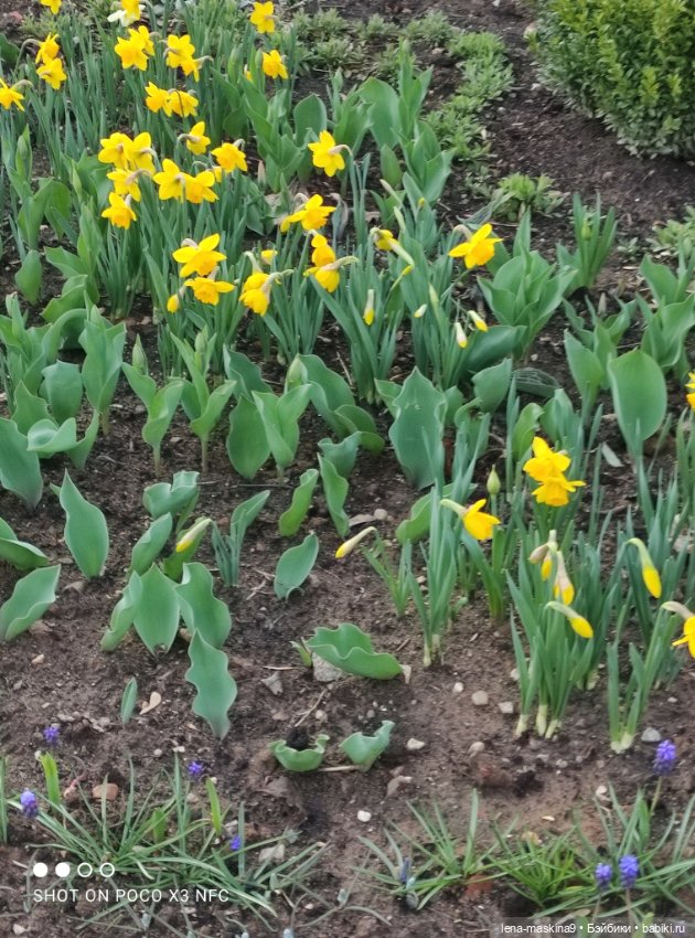 Попугай Кеша и цветочки — Интересные игрушки и фигурки (разное): редкие (фото 10)