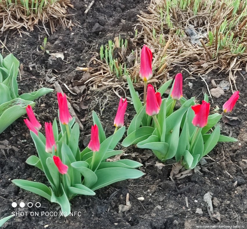 Попугай Кеша и цветочки — Интересные игрушки и фигурки (разное): редкие