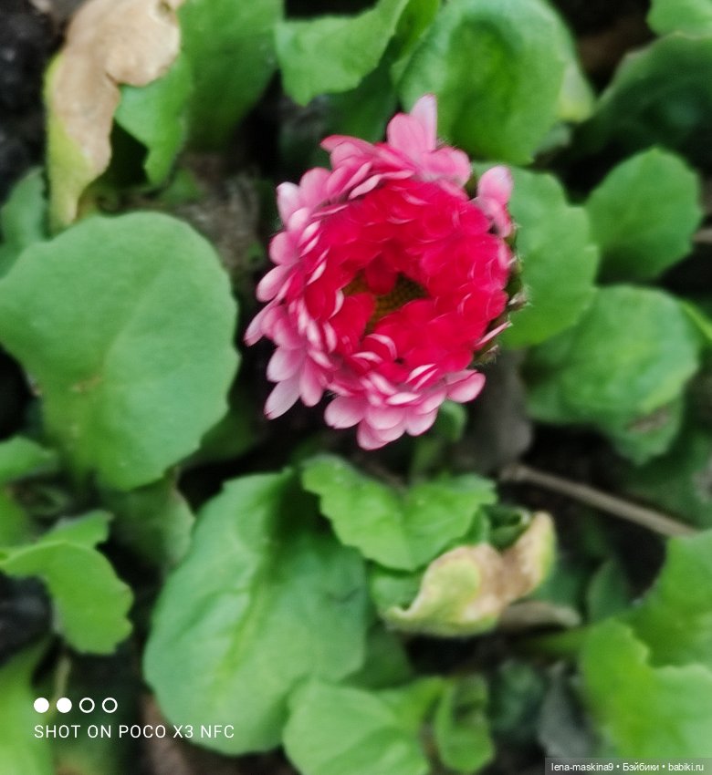 Попугай Кеша и цветочки — Интересные игрушки и фигурки (разное): редкие