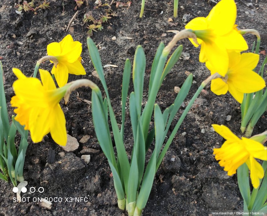 Попугай Кеша и цветочки — Интересные игрушки и фигурки (разное): редкие (фото 6)