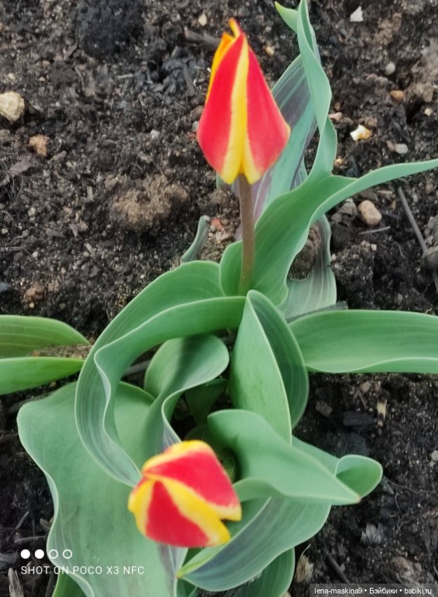 Попугай Кеша и цветочки — Интересные игрушки и фигурки (разное): редкие