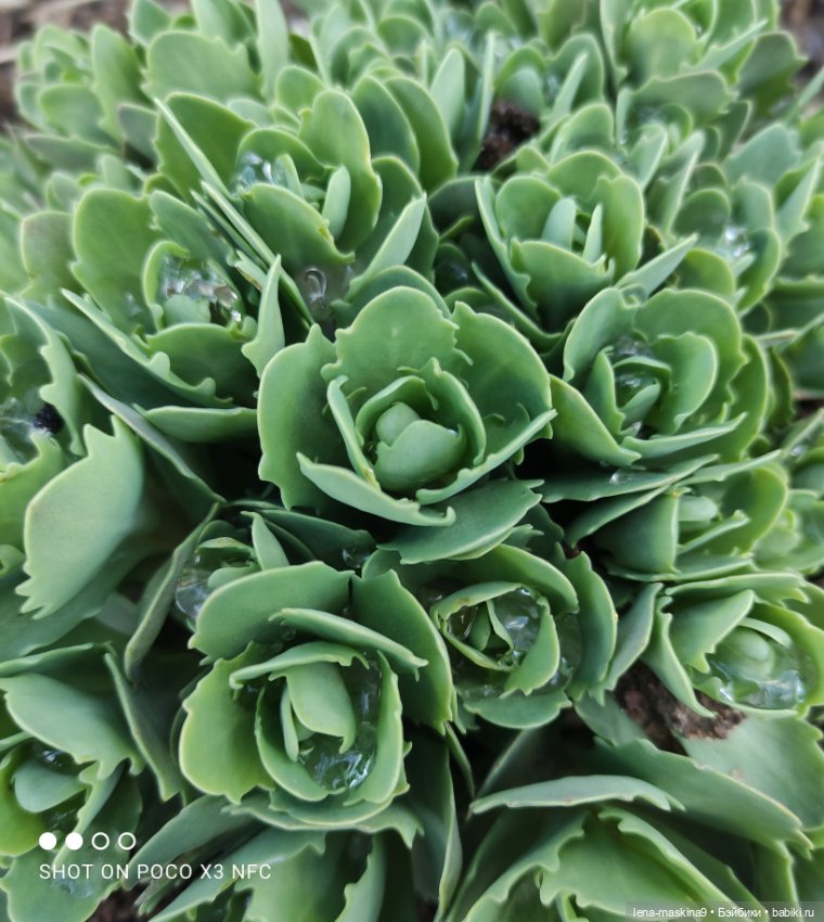 Попугай Кеша и цветочки — Интересные игрушки и фигурки (разное): редкие