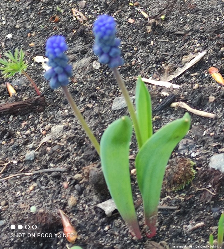 Попугай Кеша и цветочки — Интересные игрушки и фигурки (разное): редкие