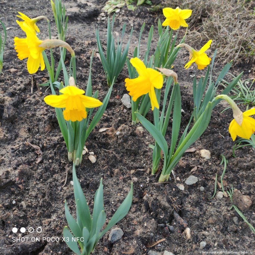 Попугай Кеша и цветочки — Интересные игрушки и фигурки (разное): редкие (фото 8)