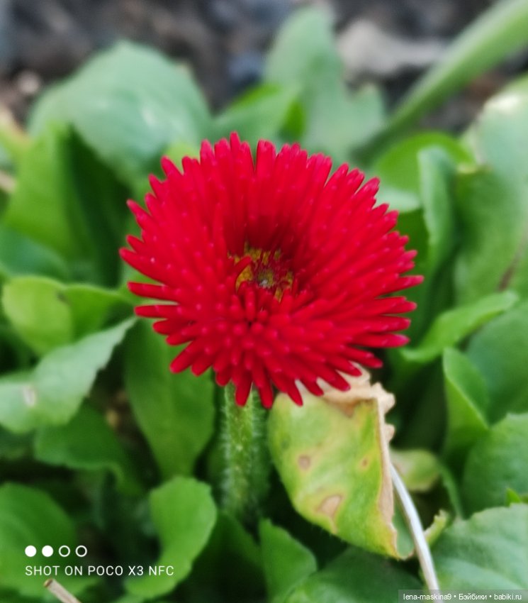 Попугай Кеша и цветочки — Интересные игрушки и фигурки (разное): редкие