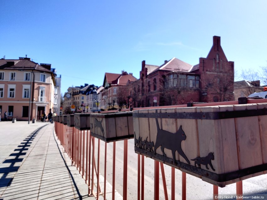 Зеленоградск - город котиков (фото 5)