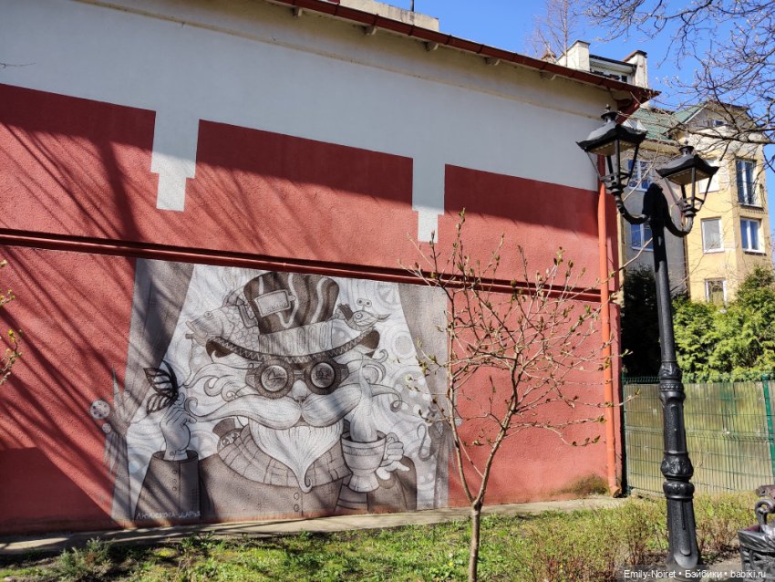 Зеленоградск - город котиков