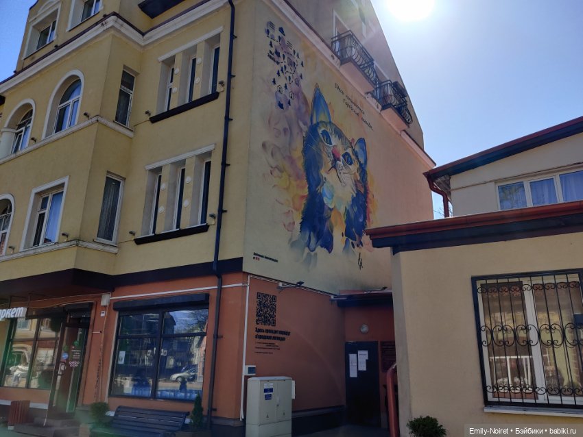 Зеленоградск - город котиков