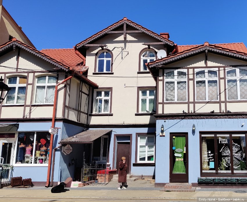 Зеленоградск - город котиков