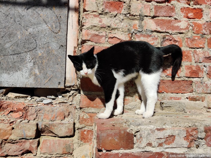 Зеленоградск - город котиков