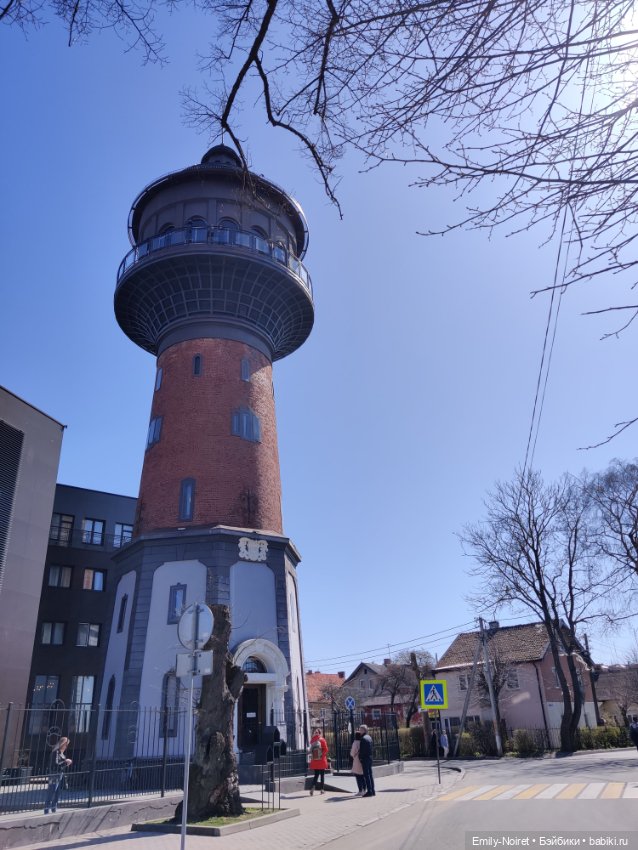 Зеленоградск - город котиков