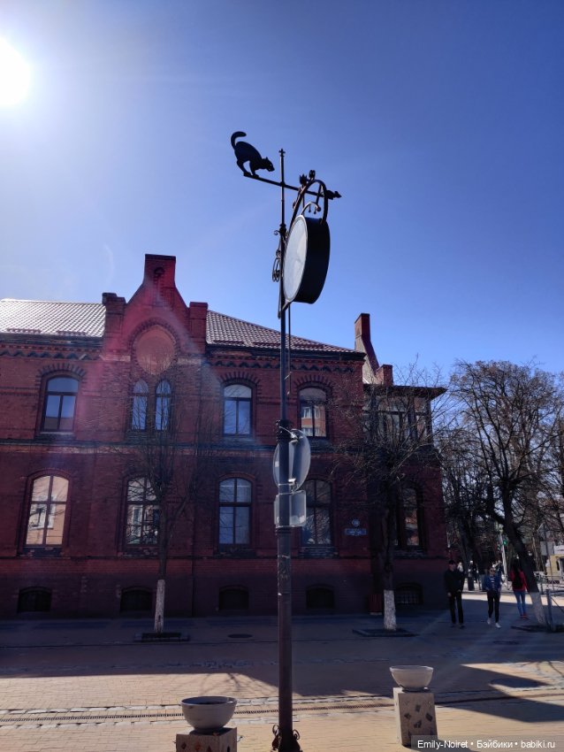 Зеленоградск - город котиков (фото 6)