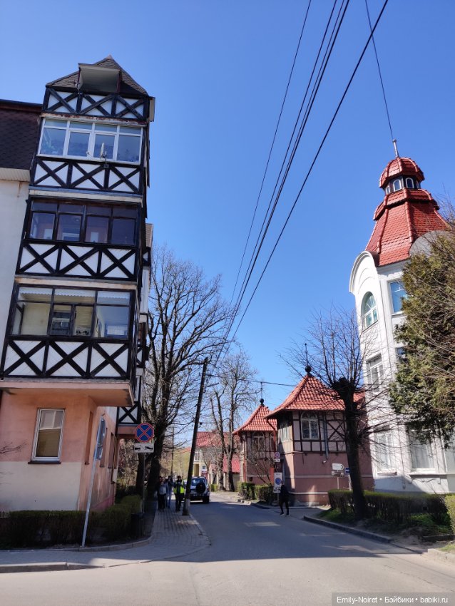 Зеленоградск - город котиков