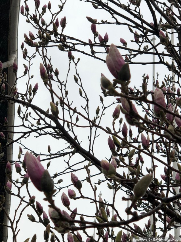 Прогулка Мишки по весеннему Харькову