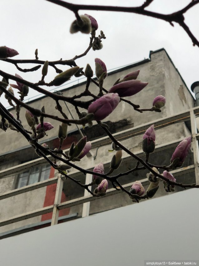 Прогулка Мишки по весеннему Харькову