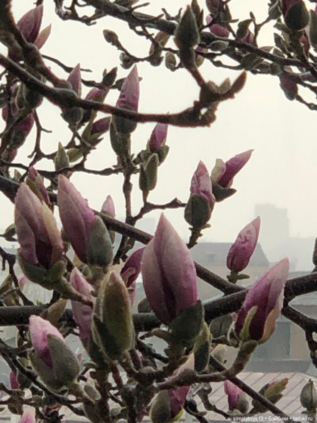 Прогулка Мишки по весеннему Харькову