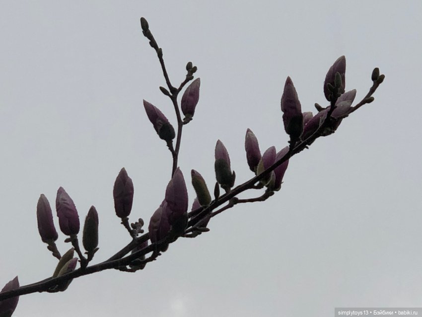 Прогулка Мишки по весеннему Харькову