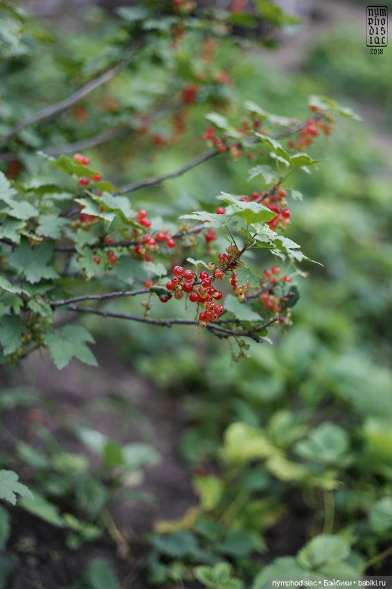 Садово-огородные дела Одри (Smart Doll Julia)