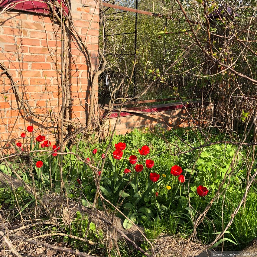 Тюльпаны расцвели — Болталка и разговоры обо всем: жизнь