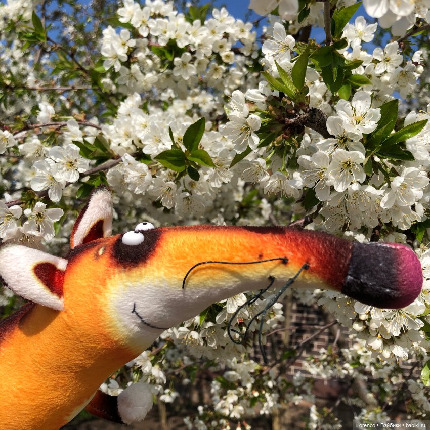 Тюльпаны расцвели — Болталка и разговоры обо всем: жизнь (фото 4)