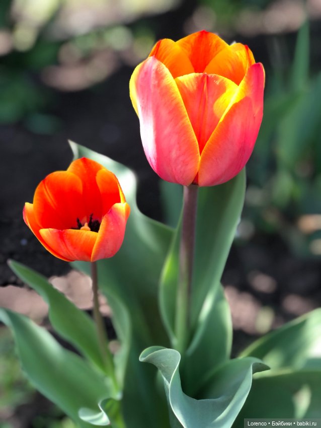 Тюльпаны расцвели — Болталка и разговоры обо всем: жизнь (фото 9)