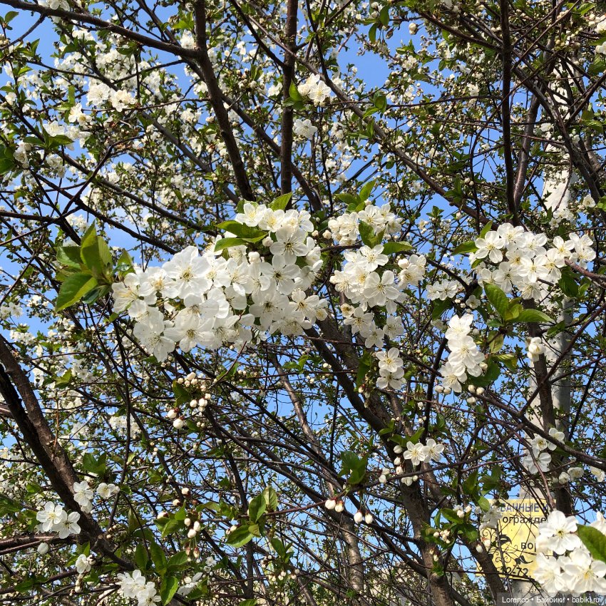 Тюльпаны расцвели — Болталка и разговоры обо всем: жизнь